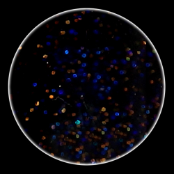 Color Glitter Powder 25