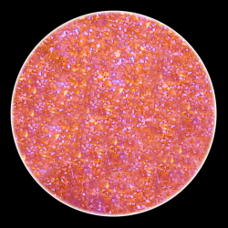 Cameläon Powders Red Goes Gold FFG2